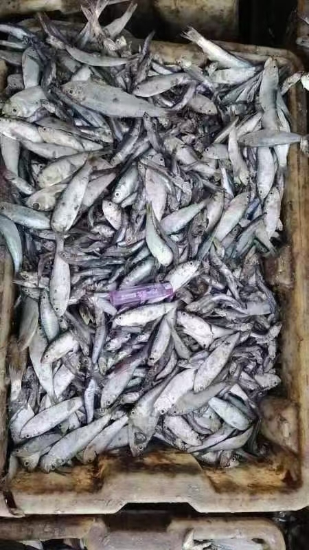 营口青皮鱼