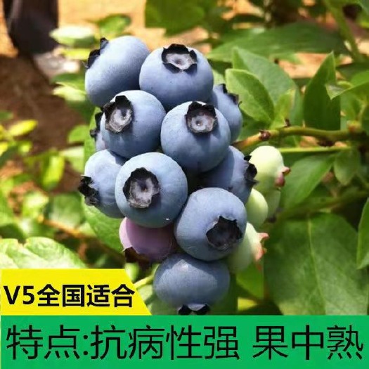 蒙阴县V5蓝莓树果苗南北方种植基地现挖现发盆栽地栽当年结果蓝莓树果
