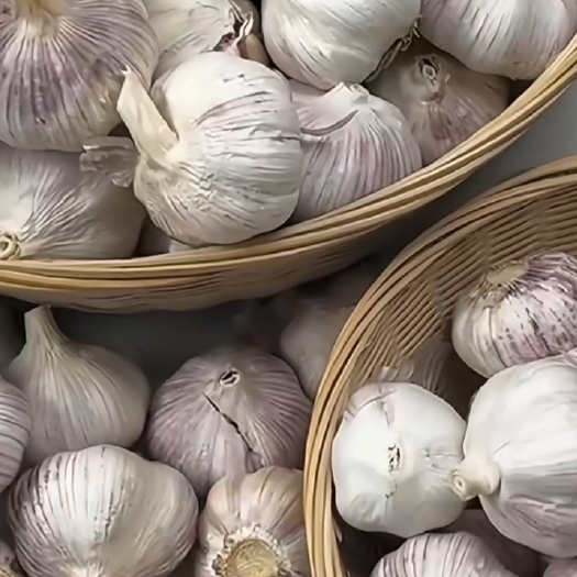 锦州大蒜 毛头紫皮  4万斤