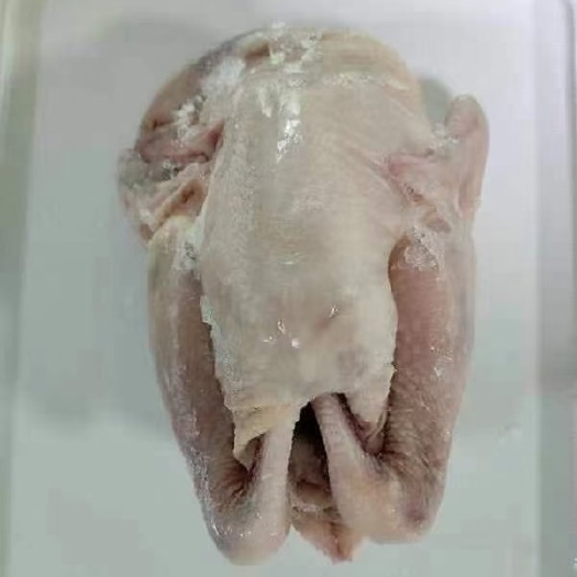 莘县一级三黄鸡单只套袋卧腿有货，6-7-8-9价格超低 需要来聊