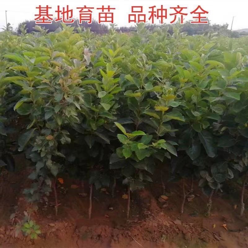 阳丰脆甜柿子树苗南北方种植基地现挖现发盆栽地栽当年结果柿子苗