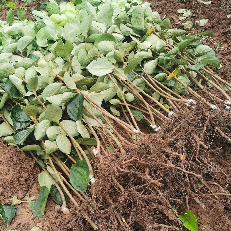 阳丰脆甜柿子树苗南北方种植基地现挖现发盆栽地栽当年结果柿子苗