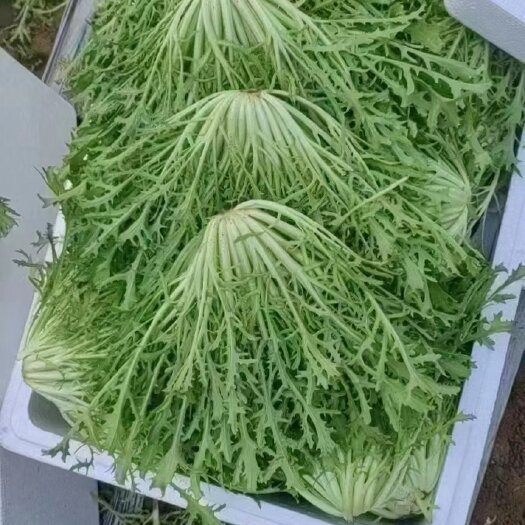 新民市精品苦菊