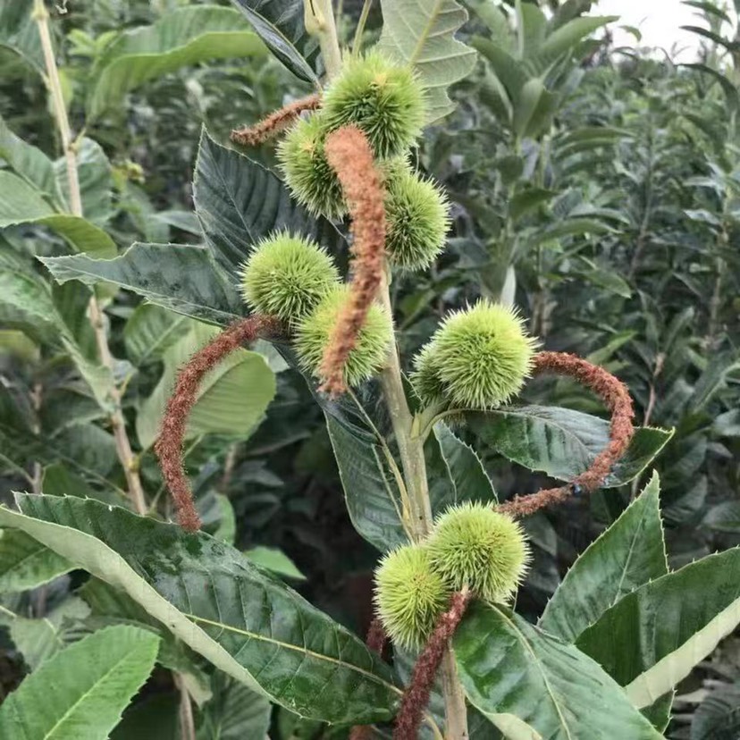 农大一号板栗树苗嫁接板栗苗南北方种植基地现挖现发盆栽地栽果苗