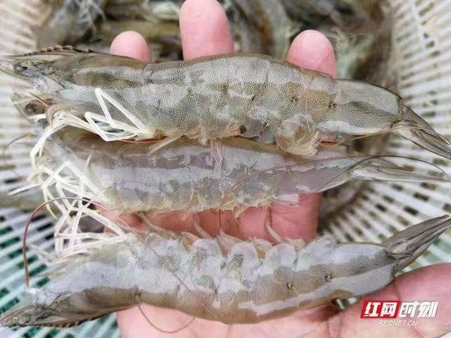连云港水产虾苗种虾南美虾苗