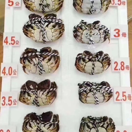 武汉湖北大闸蟹