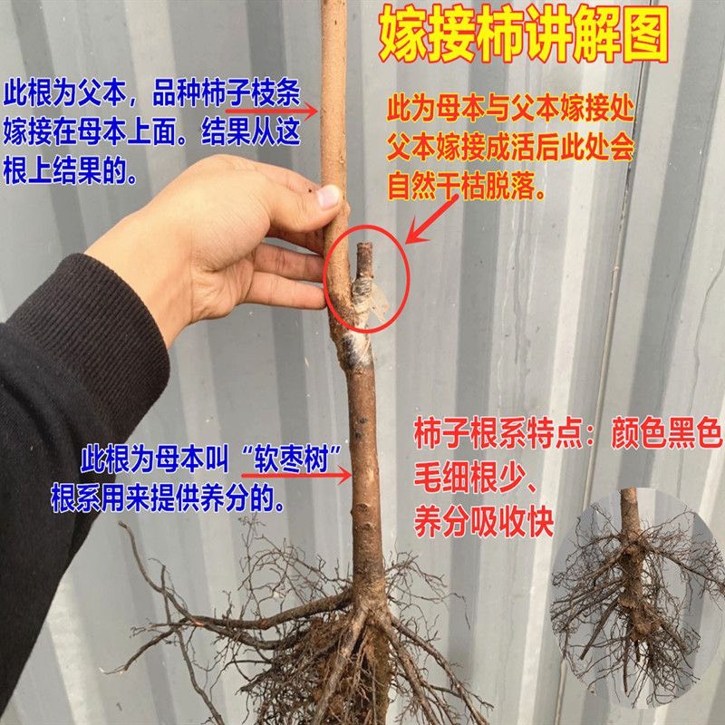 阳丰脆甜柿子树苗南北方种植基地现挖现发盆栽地栽当年结果柿子苗