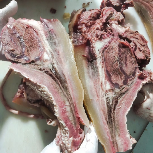 阳信县国产新鲜大公牛牛头肉全熟不注水肉质鲜美饱满牛脸肉