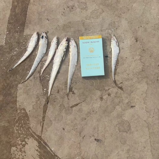 萧县毛刀鱼