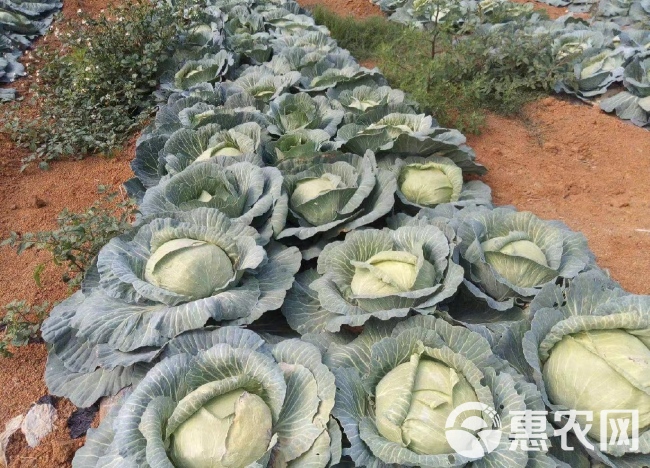 京丰一号包菜 甘蓝 平包菜 量大从优 对接全国