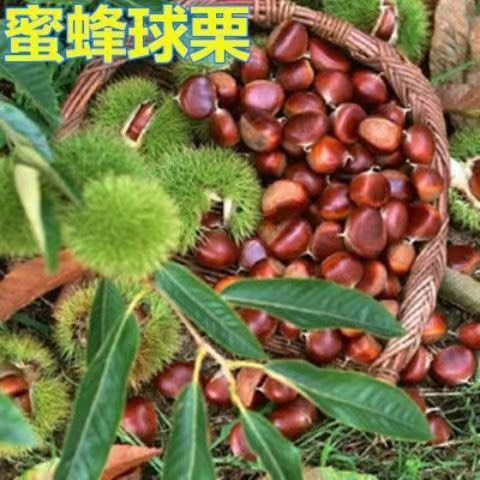 农大一号板栗树苗嫁接板栗苗南北方种植基地现挖现发盆栽地栽果苗