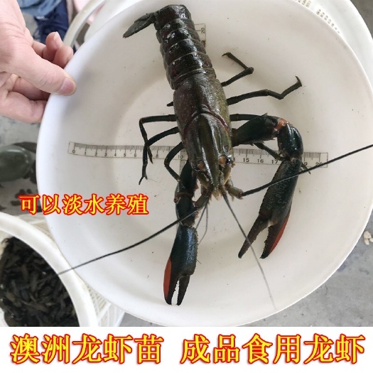 广州澳洲淡水小龙虾苗/蓝龙虾苗/红螯螯虾苗/一手货源/苗场直供