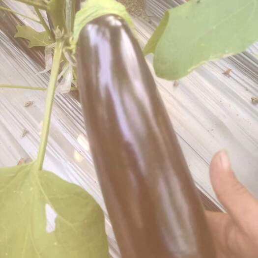 邳州市765精品烧烤茄子