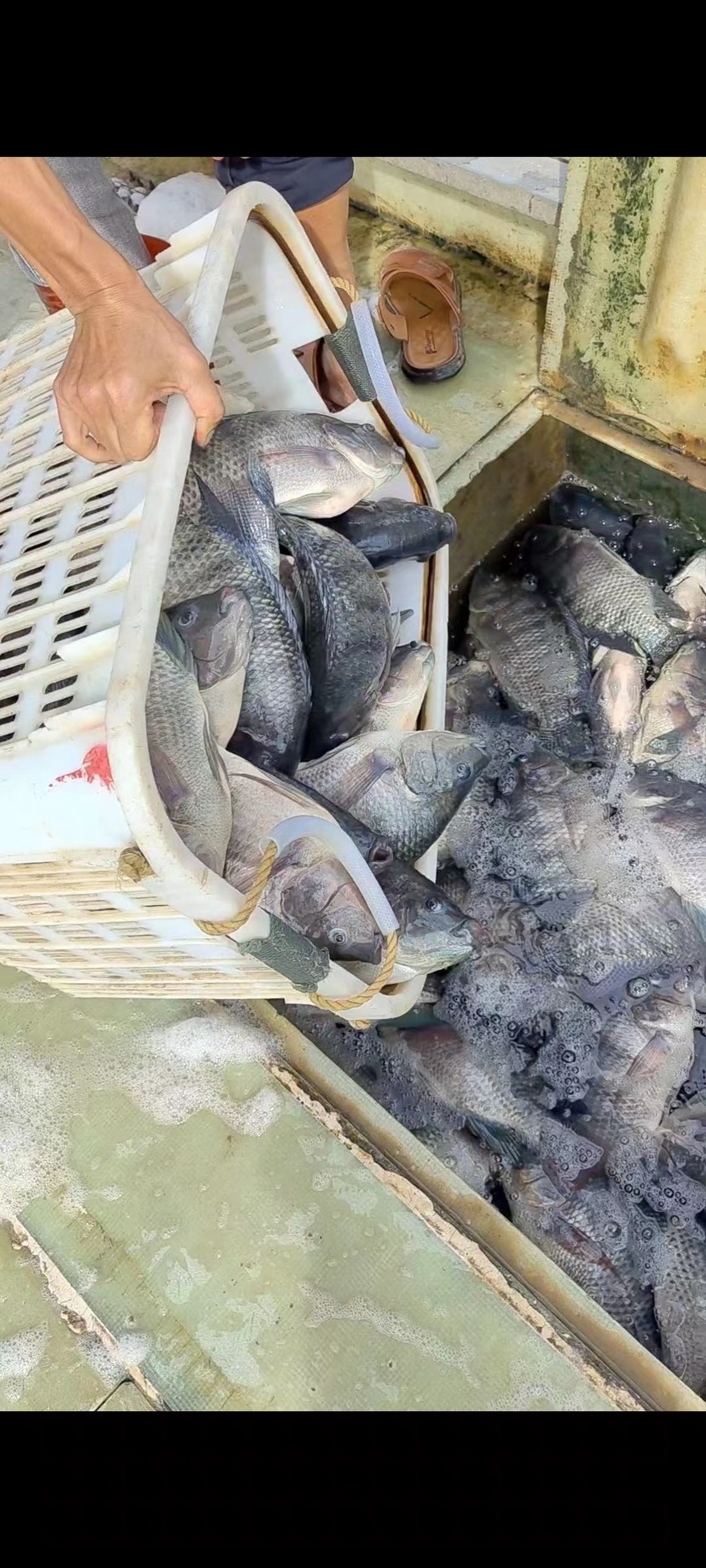 优质罗非鱼苗 海南正壹罗非苗 快大 全雄单性罗非鱼生长速度快