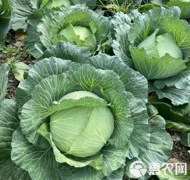 京丰一号包菜 甘蓝 平包菜 量大从优 对接全国