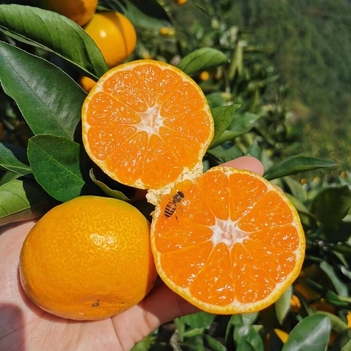 顺丰包邮【橘子届的天花板】临海涌泉蜜桔 ，