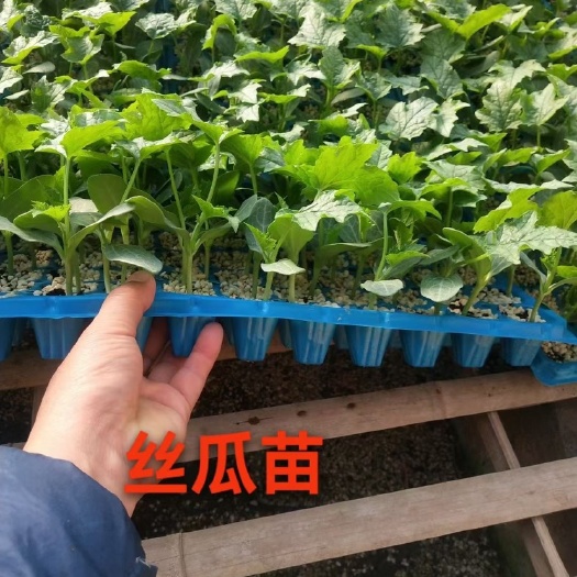 中绿丝瓜苗 穴盘苗 越冻品种 棱丝瓜 肉丝瓜穴盘苗