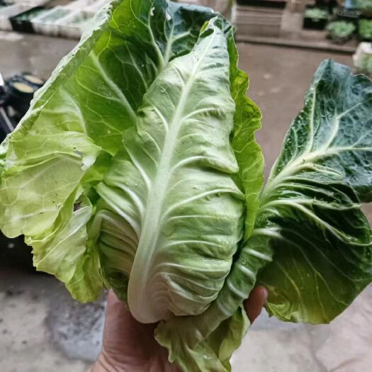 精品牛心包