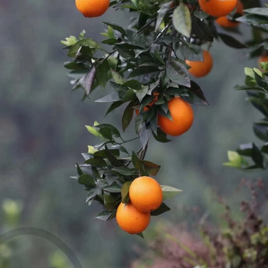 大余县赣南脐橙新鲜水果现摘现发孕妇水果批发支持一件代发产地直发