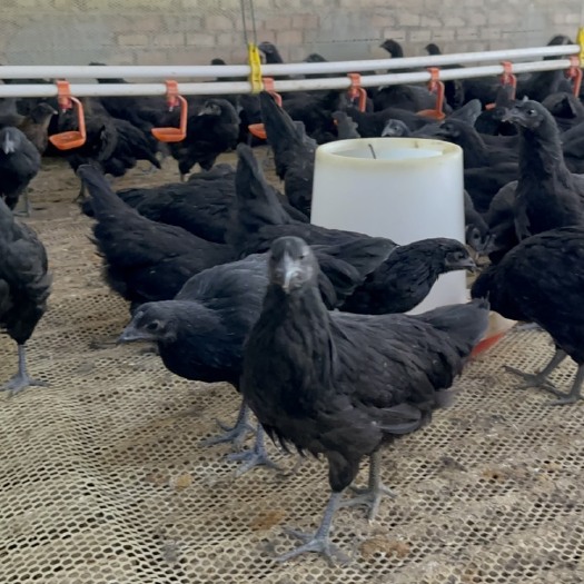 五黑鸡 1斤半五黑鸡 下蛋五黑鸡 脱温五黑鸡苗散养绿壳蛋鸡