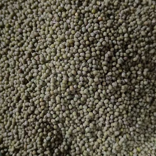 保山小绿豆 豆芽豆
