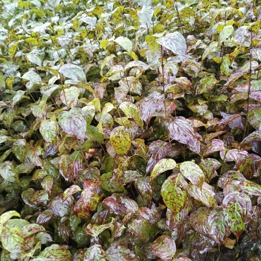 西峡县山茱萸苗