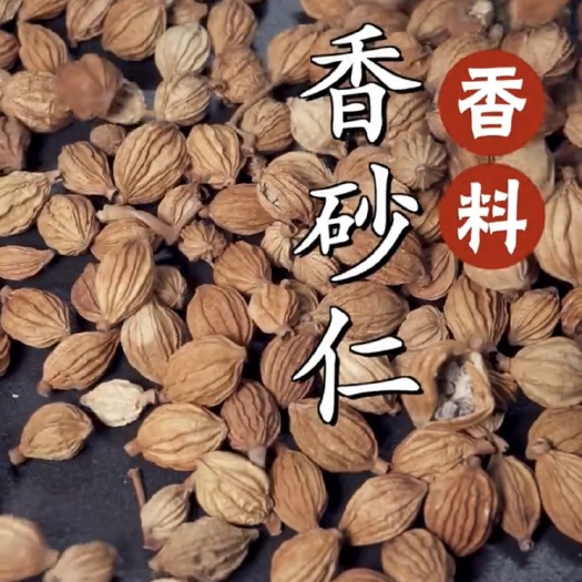 成都香砂仁