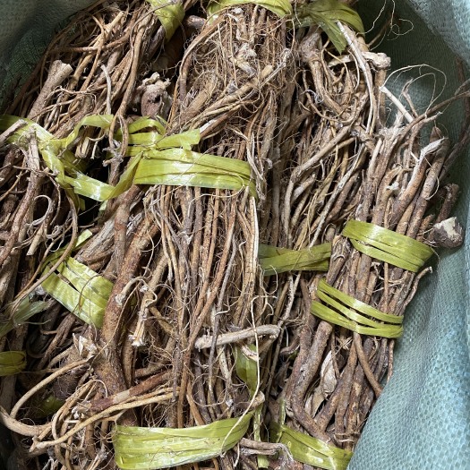 平远县大扎把五指毛桃