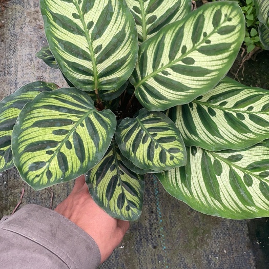 漳平市孔雀竹芋￼