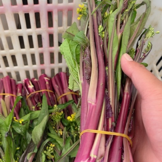天门市精品红菜苔30公分以内