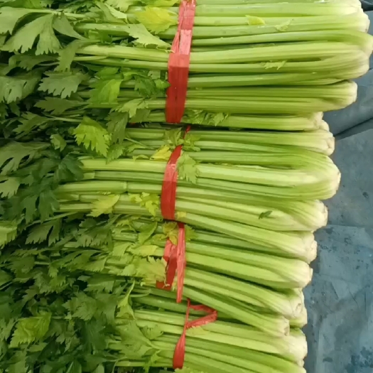 昌黎县大棚芹菜大量有货
