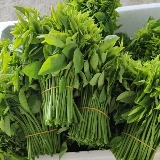 英德市树仔菜