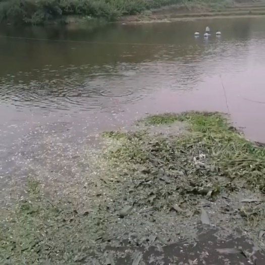 垫江草鱼 麻鲫