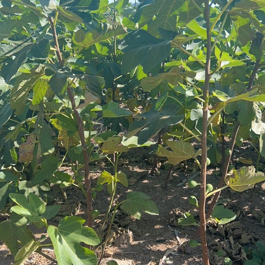 荣成市大量处理一批无花果苗