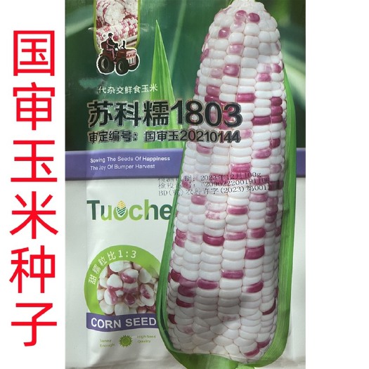 祁东县苏科糯1803国家审定玉米种子彩糯甜玉米杂交玉米种子