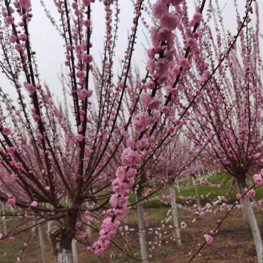 周至县榆叶梅 米荆7厘米 总高280厘米左右 冠幅140厘米左右