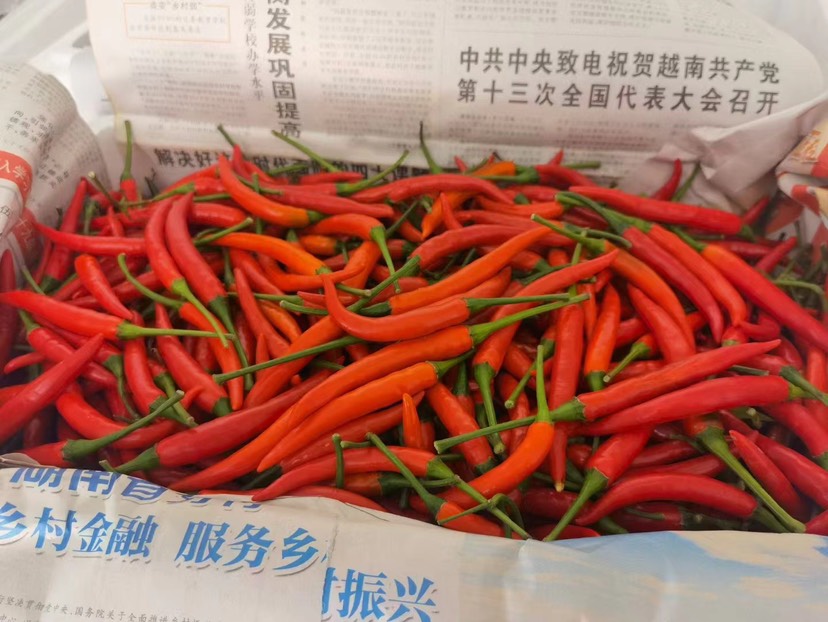 各种规格新鲜辣椒