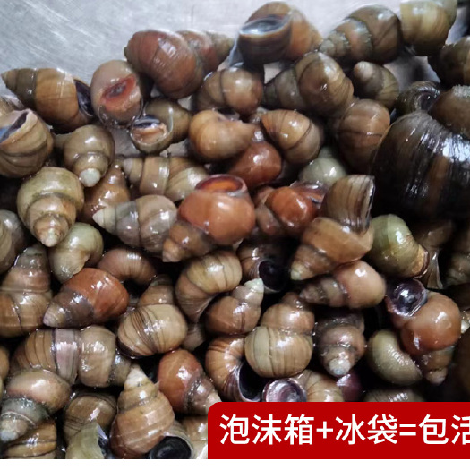 宿迁淡水青皮石螺