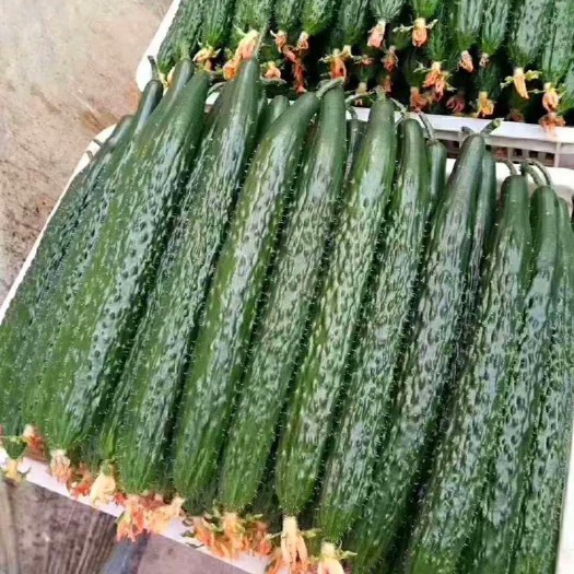 大连水黄瓜
