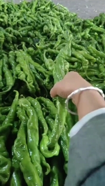 内黄县龙椒