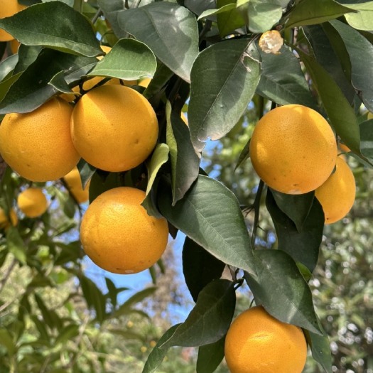 麻阳县麻阳冰糖橙