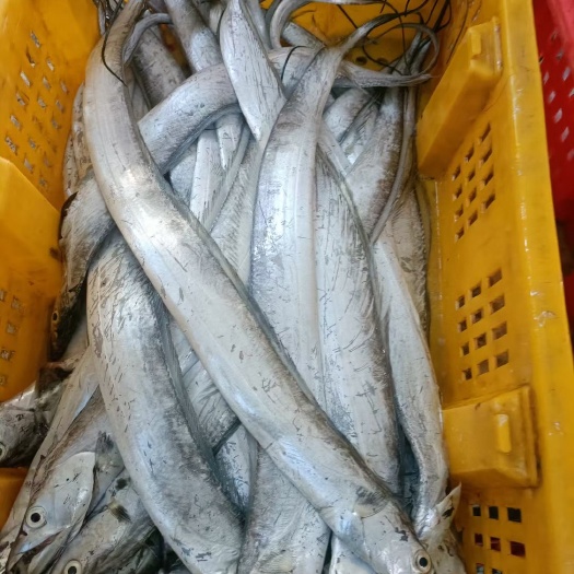 荣成市【新货】国产高品质带鱼源头一手货源，产地厂家直销，货真价实