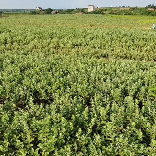 樟树市江西省樟树蔓荆子枝条，苗木种植基地。