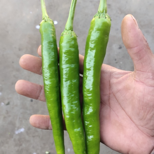 蒲城县青线椒，青椒，大量有货，市场货，电商货，
