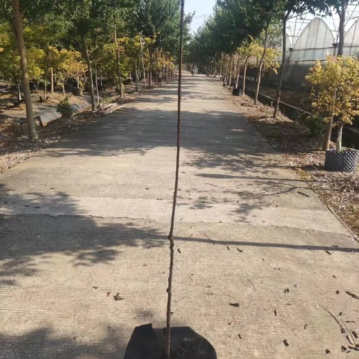 南京碧桃