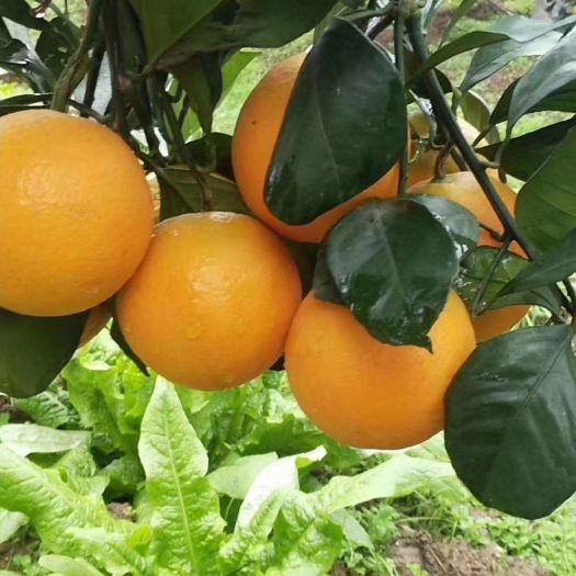 麻阳县湖南麻阳冰糖橙  甜如初恋