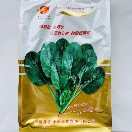 沭阳县豫艺m32菠菜种子大田用种 叶色黑绿有光泽 叶片平展 生长速