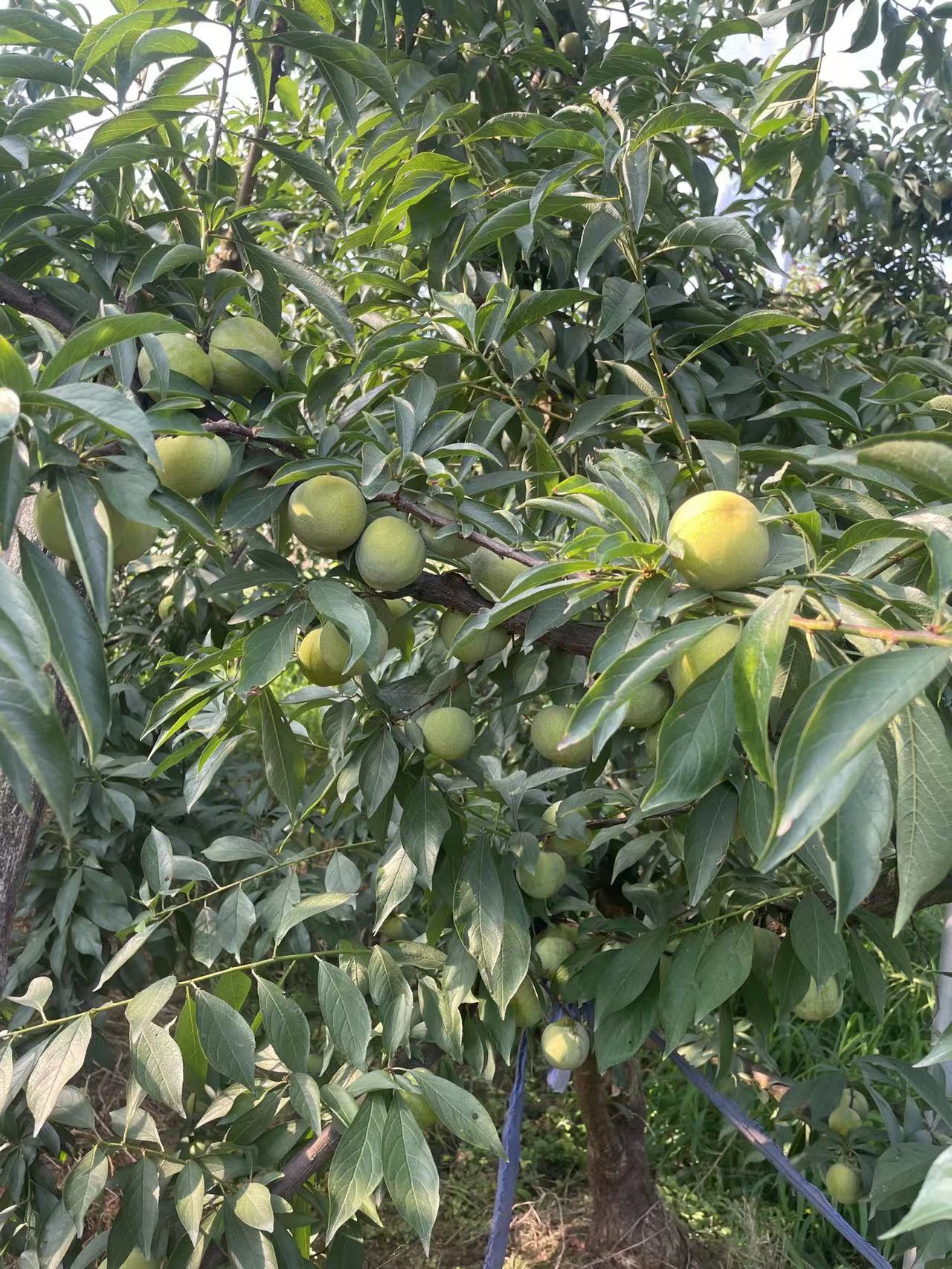 巨进李子苗，晚熟蜂糖李。基地直发，保湿发货，自花授粉，产量高