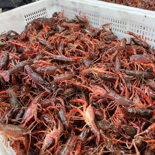 沭阳县江苏龙虾苗红壳234标准