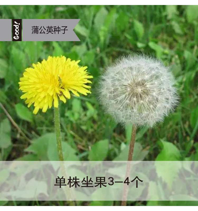 蒲公英种子四季种植食用野菜耐寒热婆婆丁菜种子农田菜园基地种子